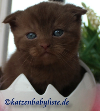 Scottish Fold cinnamon